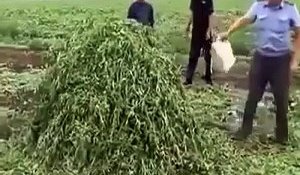 Un policier se fait très peur en brûlant un tas de marijuana