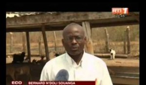 ECO Plus : activités des stations d'élevages de Yamoussoukro et de Toumodi