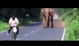 Un éléphant charge des véhicules pour protéger sa famille !