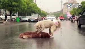 Un chien tente de réanimer son ami percuté par une voiture