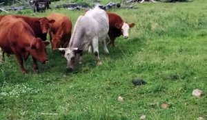 Des vaches ont très peur d'un animal dans un pré !