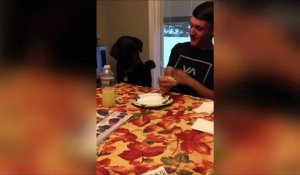 Impossible de manger avec ce chien à coté de toi!
