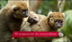 Parc Zoologique de Paris : l'année 2016 en chiffres et en images