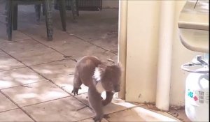 Ce koala fait irruption dans une maison et découvre un chien. Leur réaction est adorable !