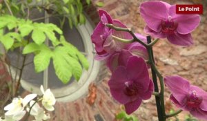 5 conseils pour soigner son orchidée