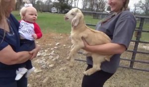 Les chèvres sont les animaux les plus drôles - Compilation Goat
