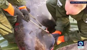Une baleine retrouvée morte au large de la Norvège avec 30 sacs plastique dans l'estomac