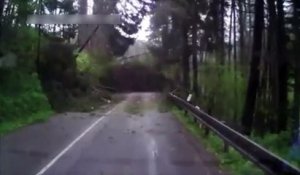 Impressionnant, une série d'arbres chute sur une route !