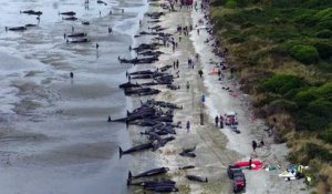 Des centaines de baleines meurent échouées en Nouvelle-Zélande