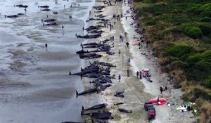 Des centaines de baleines meurent échouées en Nouvelle-Zélande