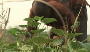 Ghana, La filière de la patate douce en plein essor