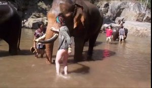 Une touriste se fait violemment éjecter dans les airs par un éléphant
