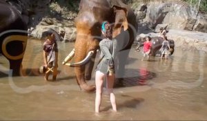 Une jeune femme ne s'attendait pas à ça en brossant un éléphant !