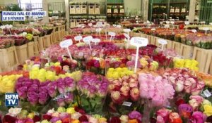 Pour la Saint-Valentin, offrez des roses sans pesticide