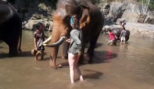 Une femme s'approche d'un éléphant pour le caresser, mais sa réaction est hallucinante