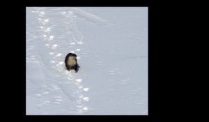 Une loutre profite de la neige !