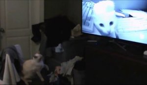 Ce chat s'entraine devant une vidéo de chat...