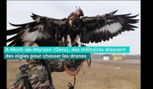 Dans les Landes, les militaires dressent des aigles pour neutraliser les drones