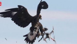 L'armée française entraîne des aigles à intercepter des drones