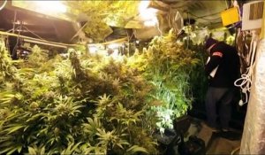 France : une ferme à cannabis de plus 4 000 plantes a été trouvée par les policiers