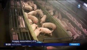 Abattoirs : une nouvelle vidéo choquante de l'association L214