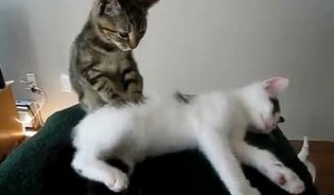 Massage entre chats