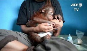 A Bornéo, un bébé orang-outan «animal de compagnie» sauvé
