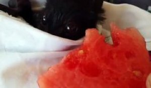 Une chauve-souris mange de la pastèque au lit