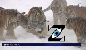 [Zap Télé] Quand des tigres dégustent un drône ! (24/02/17)
