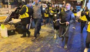 Salon de l'agriculture : «Fine», la vache égérie est arrivée