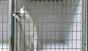 Enfermé dans une cage, le chat s’en sort tout seul