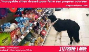 VIDEO BUZZ - L'incroyable chien dressé pour faire ses propres courses