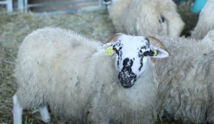 L’intelligence des animaux d’élevage #5 : le mouton