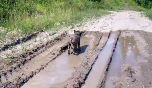 Ce chien kiffe tellement son bain de boue