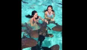 Des jeunes filles nagent avec des requins !
