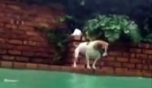 Ce chien chope un poisson dans une piscine !