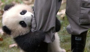 Le bébé panda le plus affectueux du monde