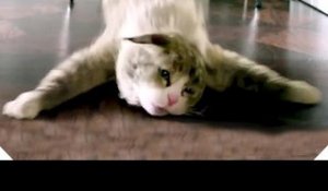 MA VIE DE CHAT - "Superbe pirouette !" - Extrait VF (Kevin Spacey - 2016)