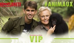 [VIP] Chanee sur la terre des bonobos