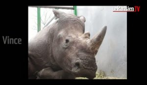 Mort du rhinocéros. Le personnel du zoo de Thoiry sous le choc