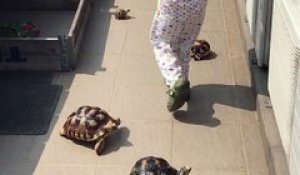 Un petit garçon nourrit des tortues affamées