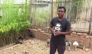Le combat de coqs à Madagascar, entre tradition et démesure