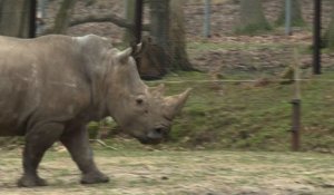 Thoiry : Un rhinocéros abattu pour sa corne