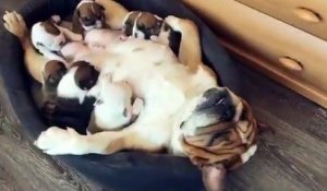 Cette maman bouledogue est en mode RELAX pour allaiter ses petits