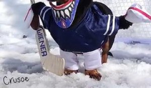 Un chien devient gardien de hockey avec un déguisement trop mignon