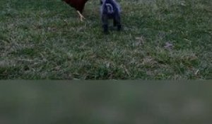 Ce bébé chèvre se prend pour une poule ou c'est la poule qui se prend pour une chèvre???