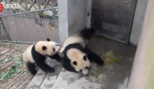 Chine: ces deux pandas ne sont pas d'humeur à jouer