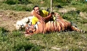 Un homme se lie d'amitié avec une lionne et un tigre
