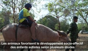 Thaïlande: des buffles comme thérapie pour des autistes