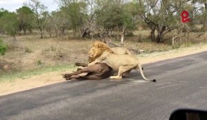Des lions attaquent un buffle à quelques mètres des touristes